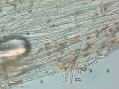 Psathyrella praetenuis