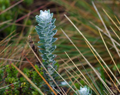 Lasiocephalus ovatus