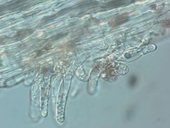 Psathyrella praetenuis