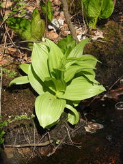 Veratrum viride viride
