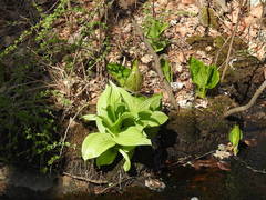 Veratrum viride viride