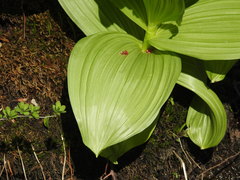Veratrum viride viride