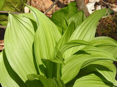 Veratrum viride viride