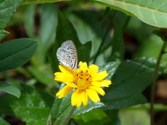 Leptotes cassius