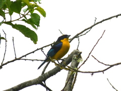 Anisognathus somptuosus