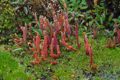 Phlegmariurus crassus