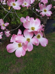 Cornus