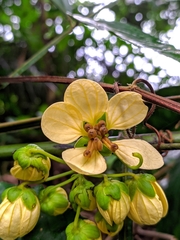 Senna macrophylla