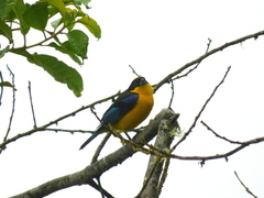 Anisognathus somptuosus