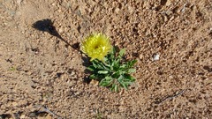 Urospermum dalechampii