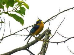 Anisognathus somptuosus