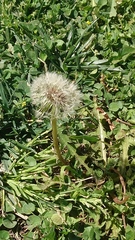 Taraxacum officinale