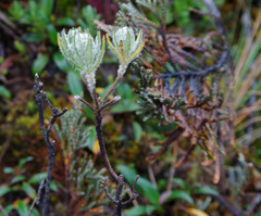 Linochilus rupestris