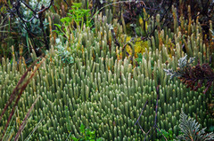 Phlegmariurus crassus