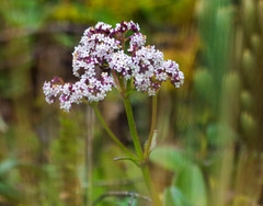 Valeriana adscendens