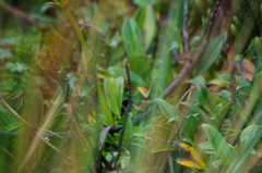 Valeriana adscendens