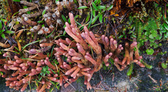 Phlegmariurus crassus