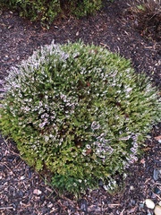 Calluna