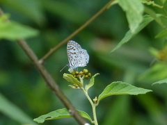 Leptotes cassius