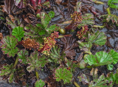 Gunnera magellanica
