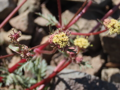 Sanicula saxatilis