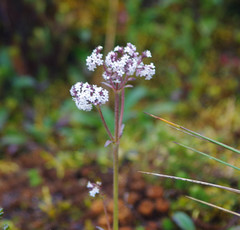 Valeriana adscendens