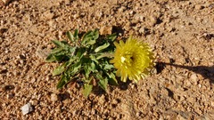 Urospermum dalechampii
