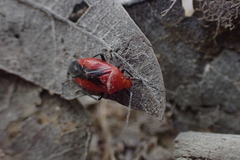 Tropidosteptes cardinalis