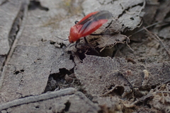 Tropidosteptes cardinalis