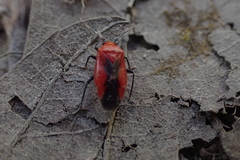 Tropidosteptes cardinalis