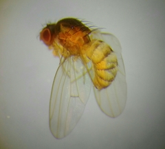 Drosophila testacea