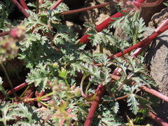 Sanicula saxatilis