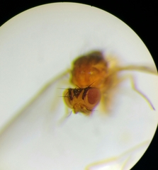 Drosophila testacea