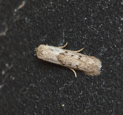 Hypatopa punctiferella