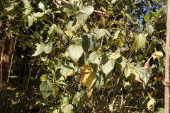 Piper michelianum