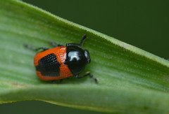 Cryptocephalus notatus