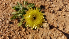 Urospermum dalechampii