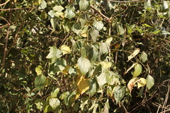 Piper michelianum