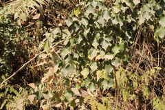 Piper michelianum