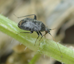 Texocoris nigrellus
