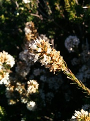 Epacris corymbiflora