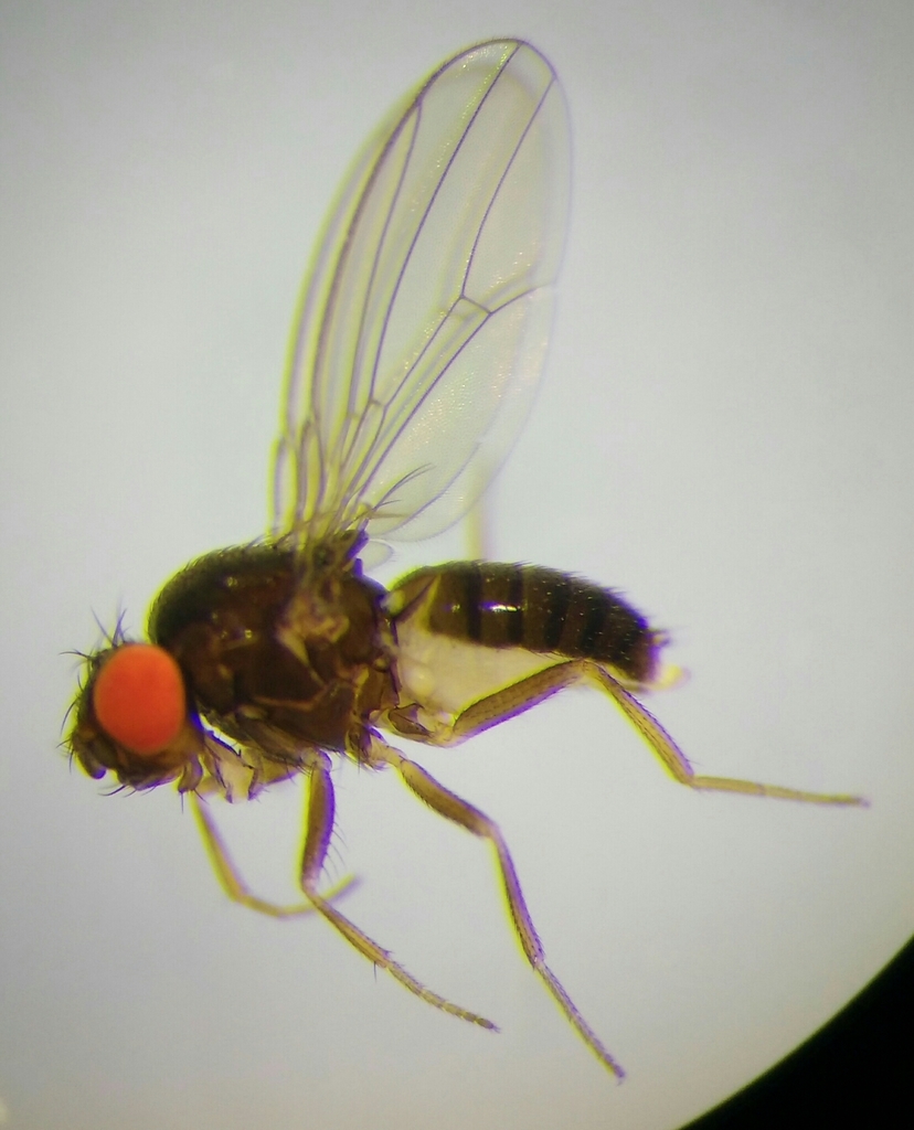 Drosophila bifasciata