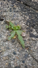 Lactuca serriola