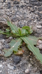 Lactuca serriola
