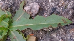 Lactuca serriola