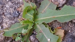 Lactuca serriola