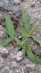 Cynodon dactylon