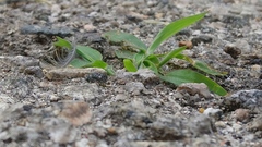 Cynodon dactylon