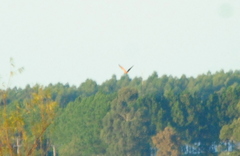 Buteogallus meridionalis