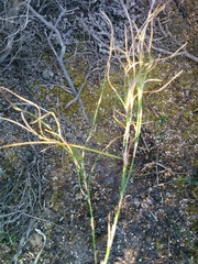 Sporadanthus tasmanicus